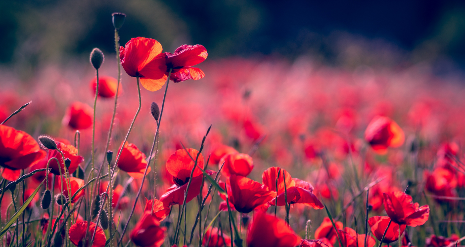 A Poem for Remembrance Day by Ronald Healiss